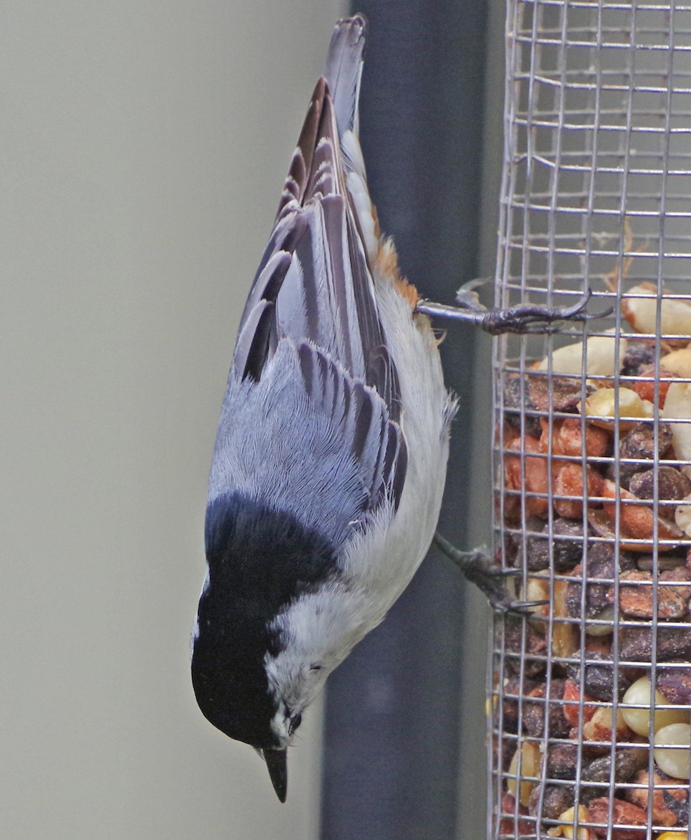 White-breasted Nuthatch (Eastern) - ML619178080