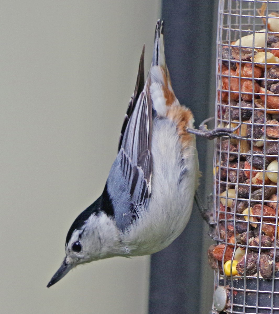 White-breasted Nuthatch (Eastern) - ML619178081