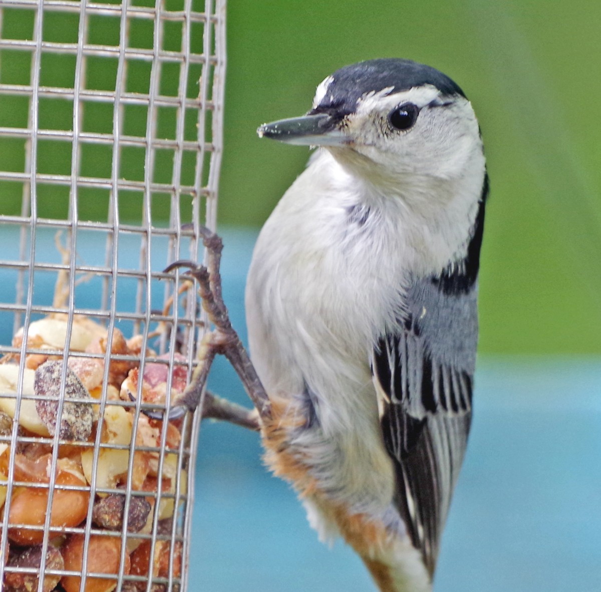 White-breasted Nuthatch (Eastern) - ML619178082