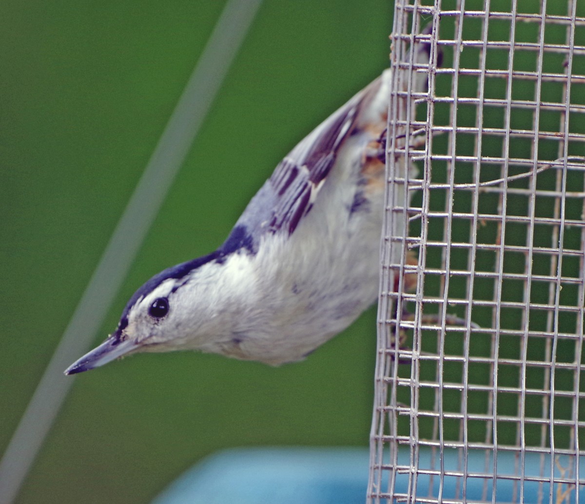 White-breasted Nuthatch (Eastern) - ML619178083