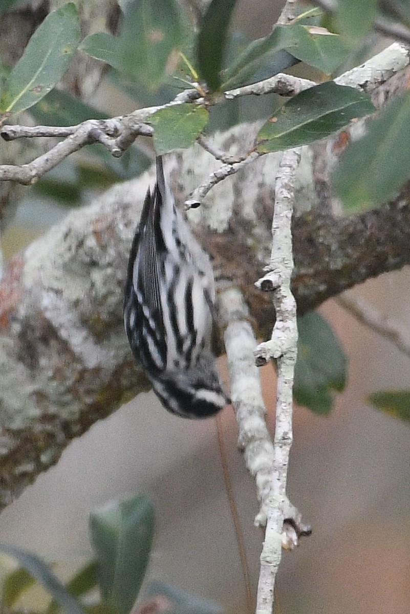 Black-and-white Warbler - ML619178099