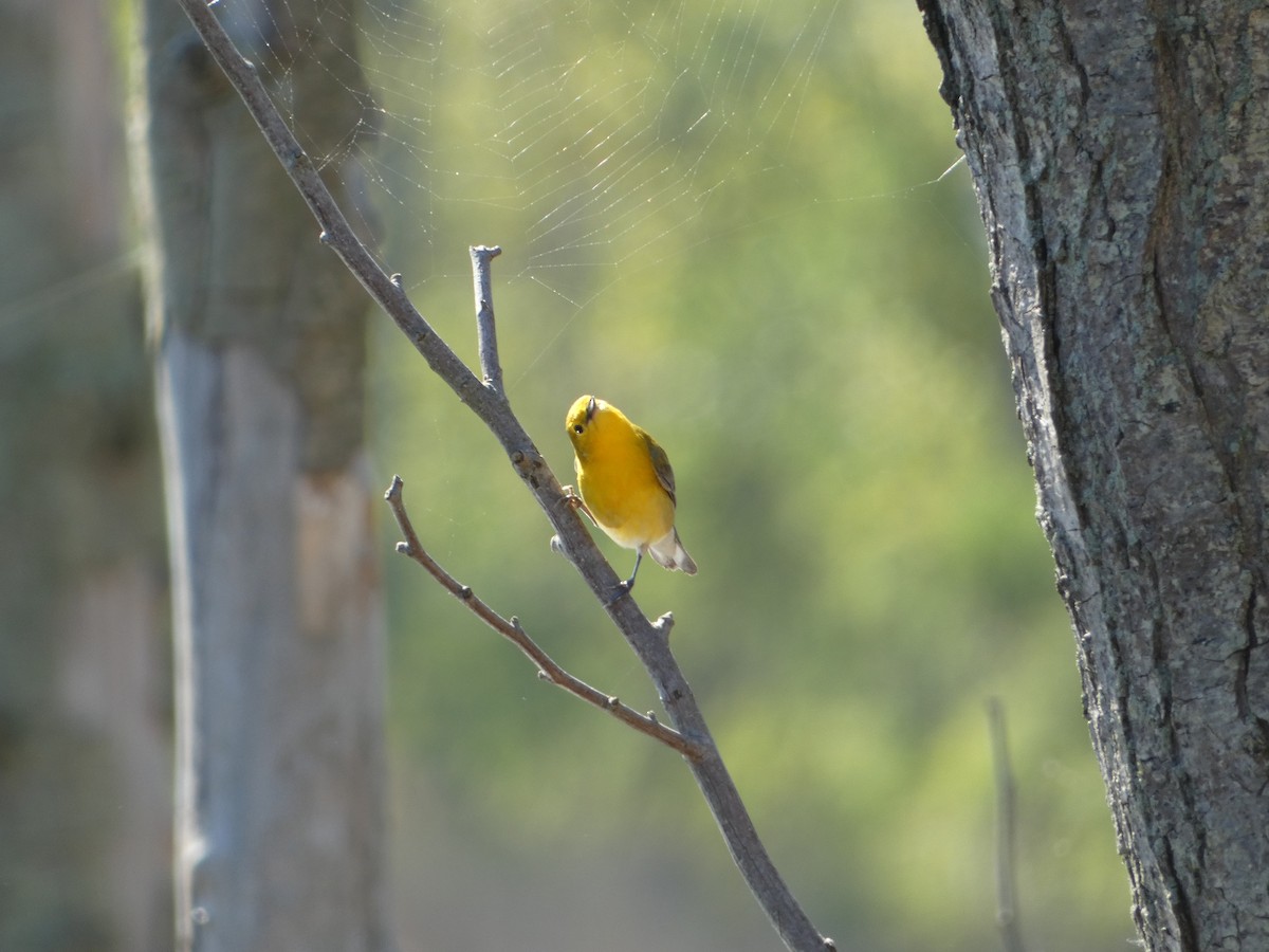 Prothonotary Warbler - ML619178110