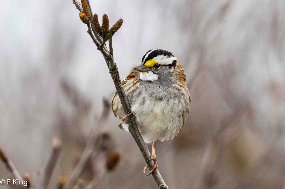White-throated Sparrow - ML619178111