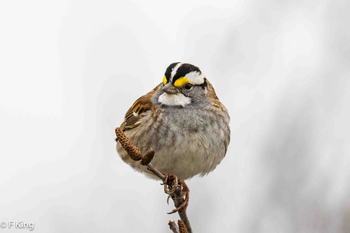 White-throated Sparrow - ML619178112