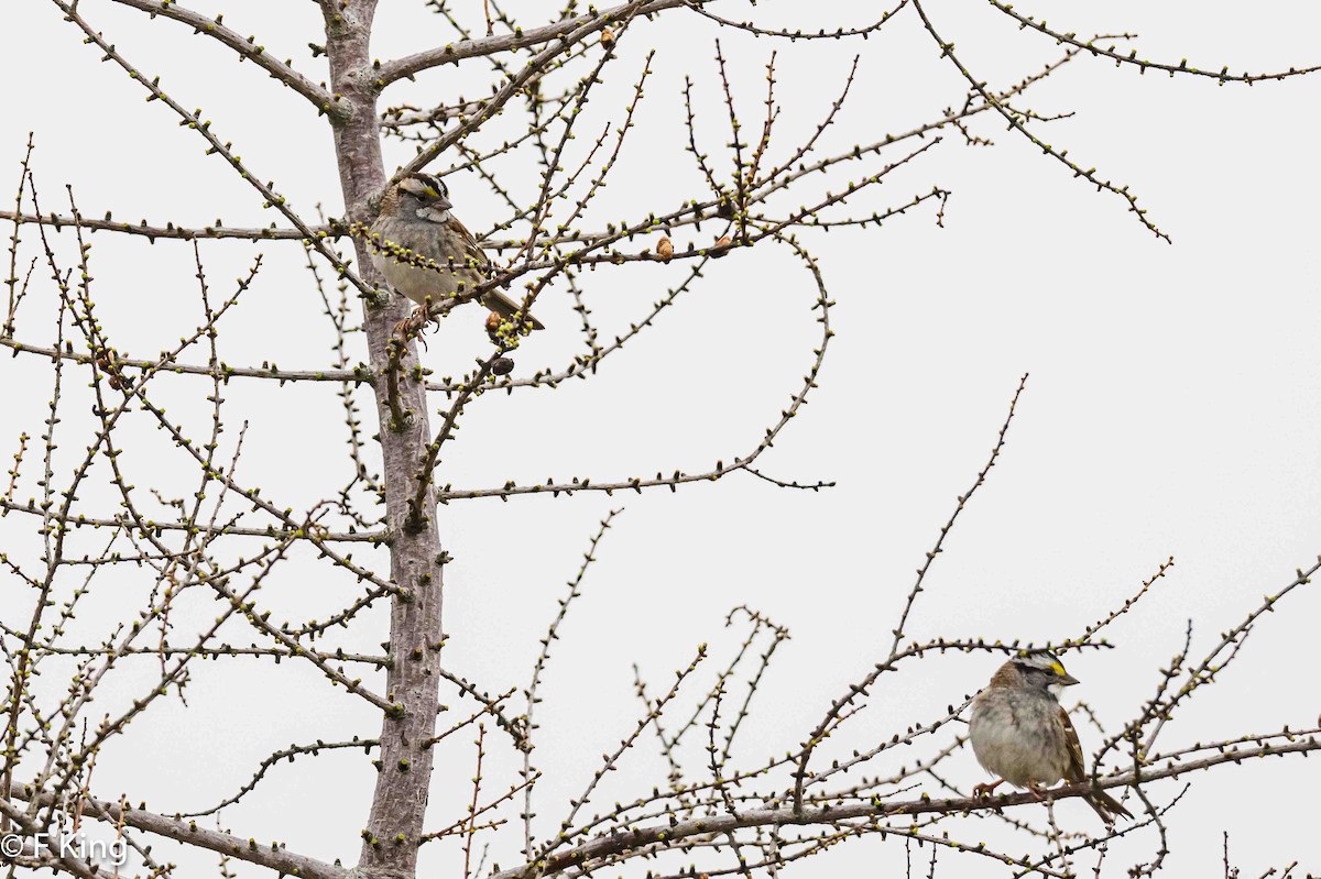 White-throated Sparrow - ML619178113