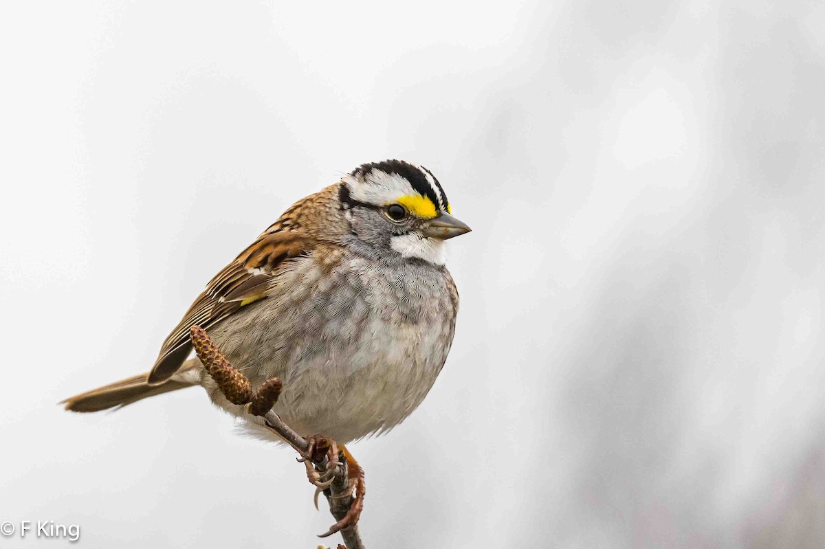 White-throated Sparrow - ML619178114