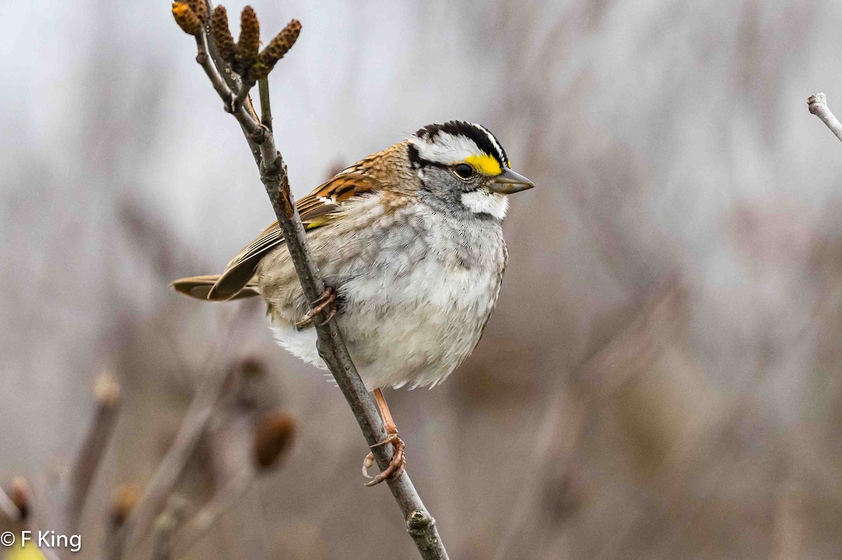 White-throated Sparrow - ML619178115