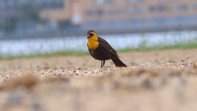 Yellow-headed Blackbird - ML619178119