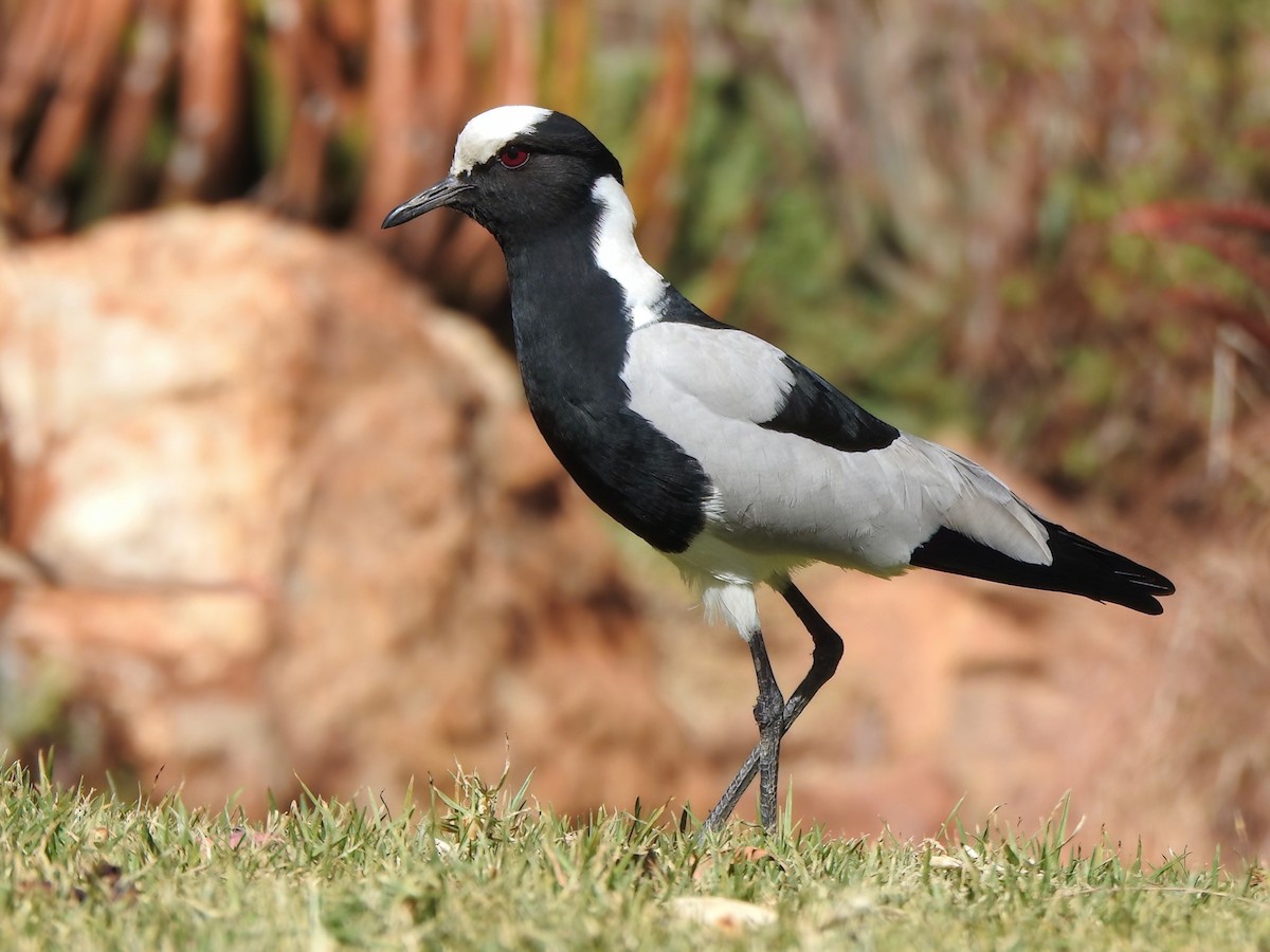 Blacksmith Lapwing - Vanellus armatus - Birds of the World