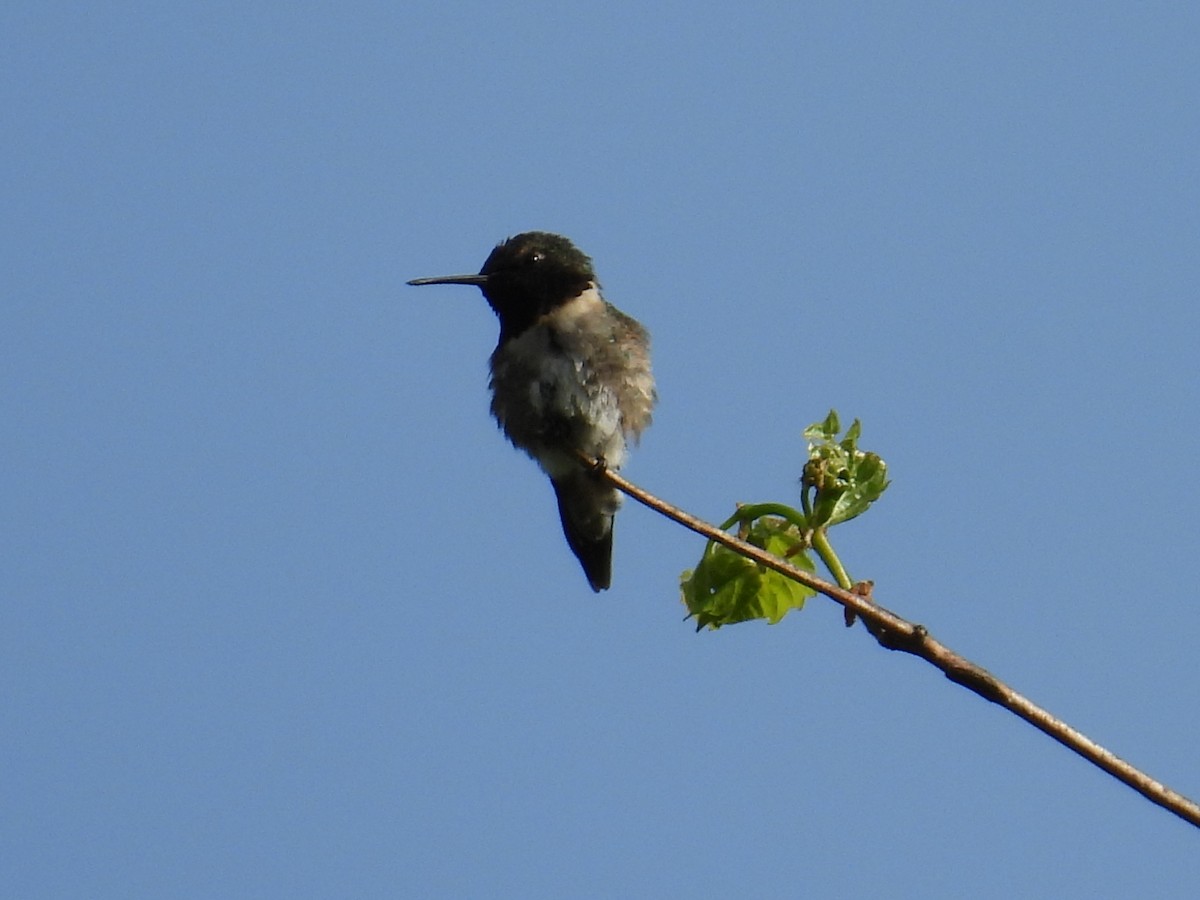 Ruby-throated Hummingbird - ML619178157