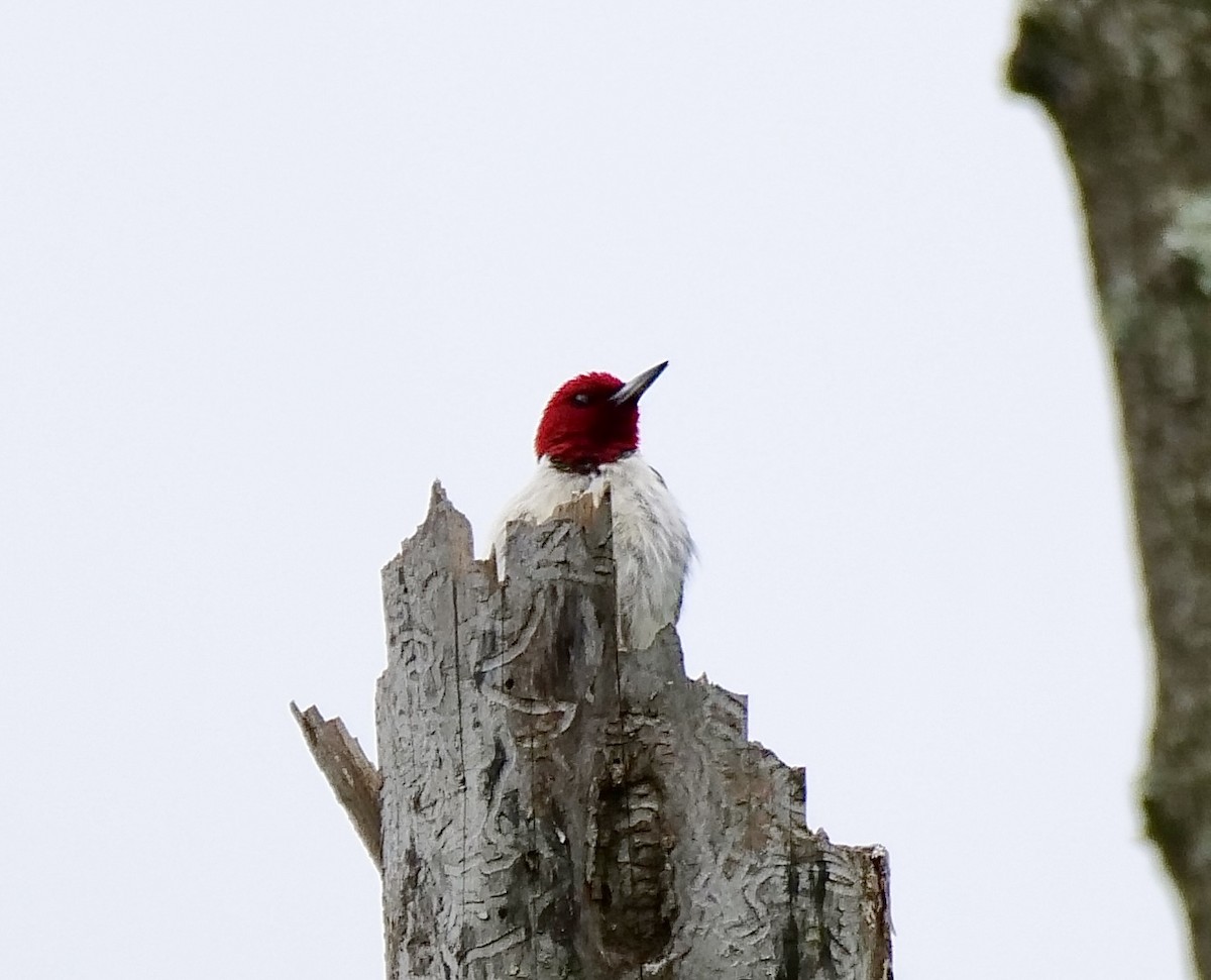 Red-headed Woodpecker - ML619178198