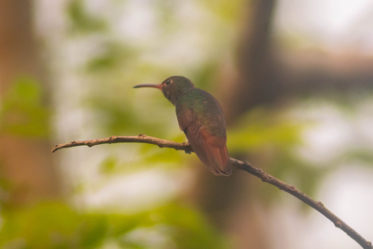 Rufous-tailed Hummingbird - ML619178207