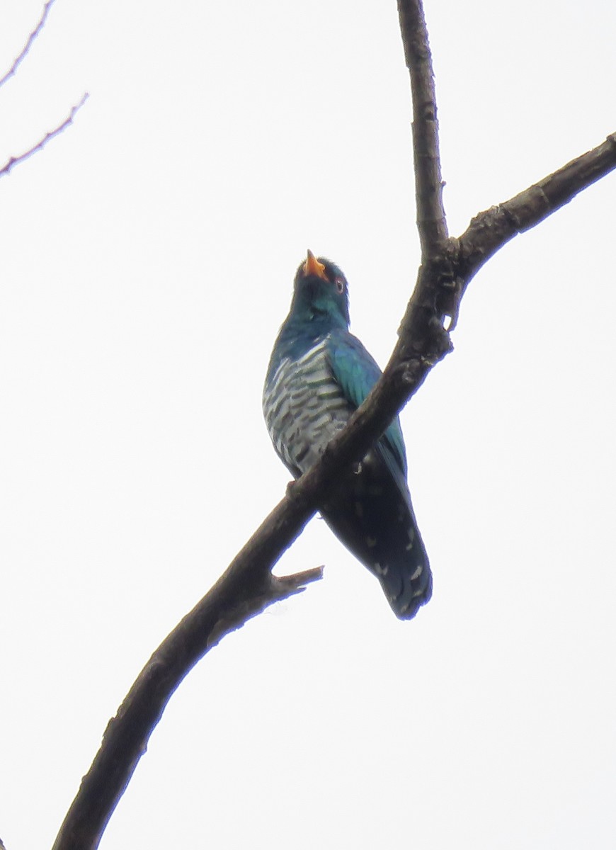 Asian Emerald Cuckoo - ML619178247