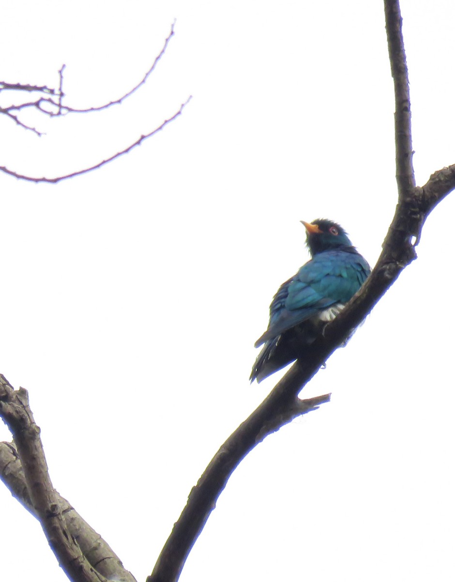 Asian Emerald Cuckoo - ML619178249
