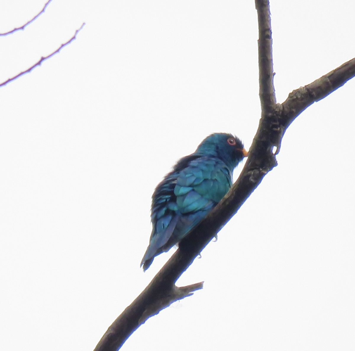 Asian Emerald Cuckoo - ML619178250