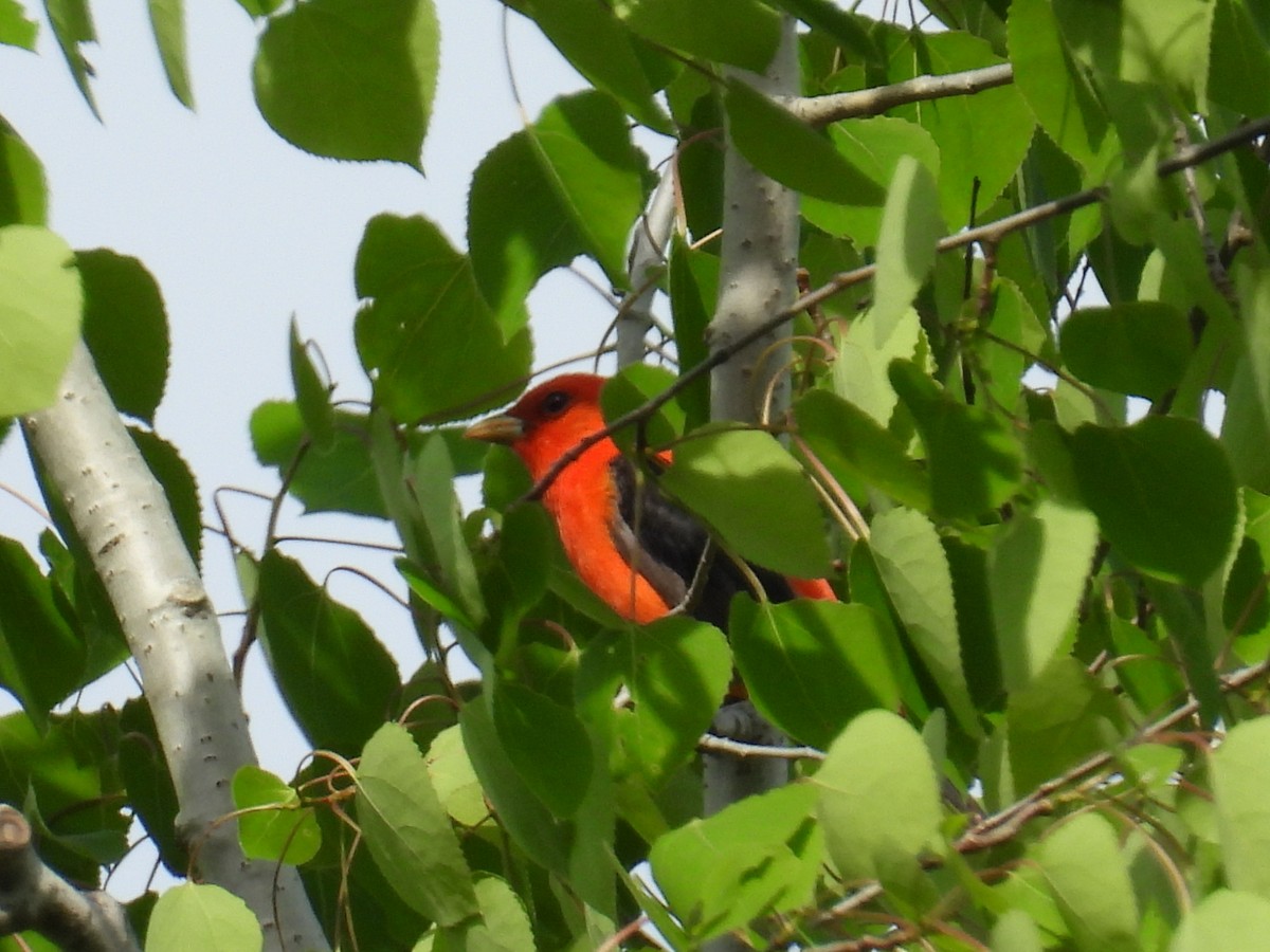 Scarlet Tanager - ML619178258