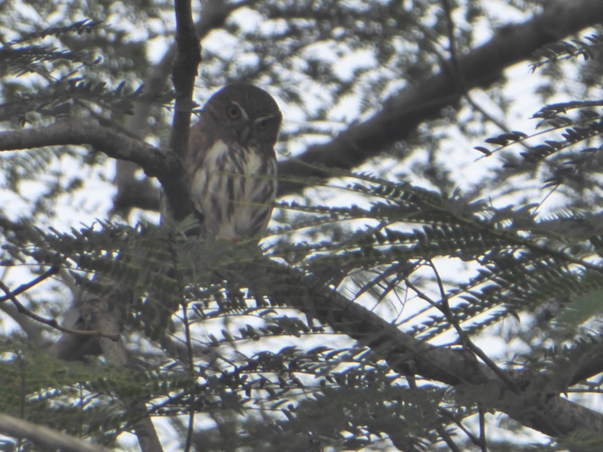 Ferruginous Pygmy-Owl - ML619178260