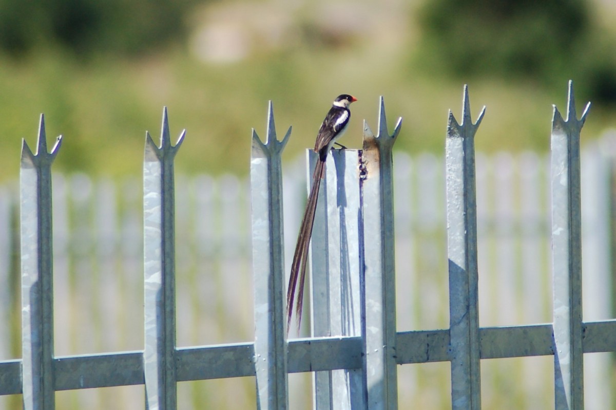Pin-tailed Whydah - ML619178284