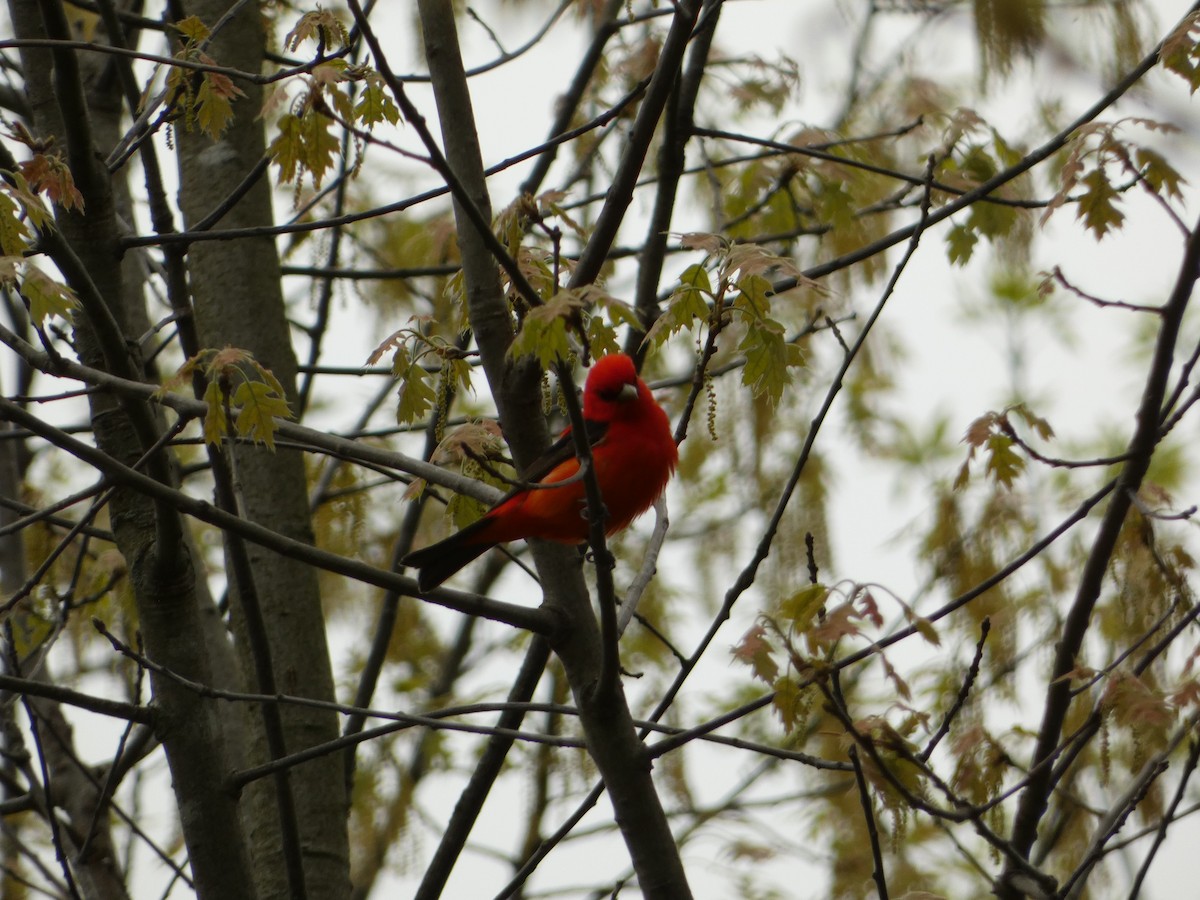 Scarlet Tanager - ML619178303