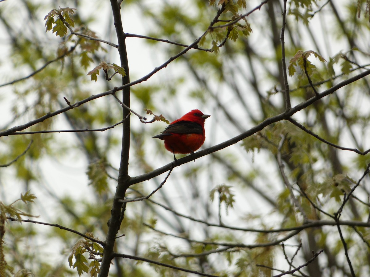 Scarlet Tanager - ML619178304
