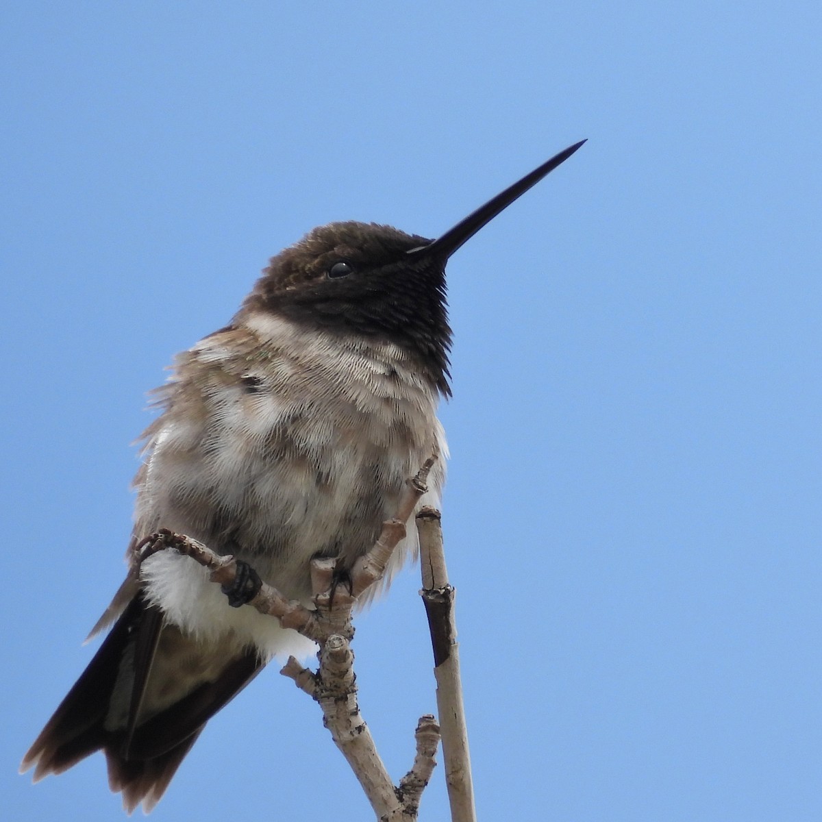 Black-chinned Hummingbird - ML619178317
