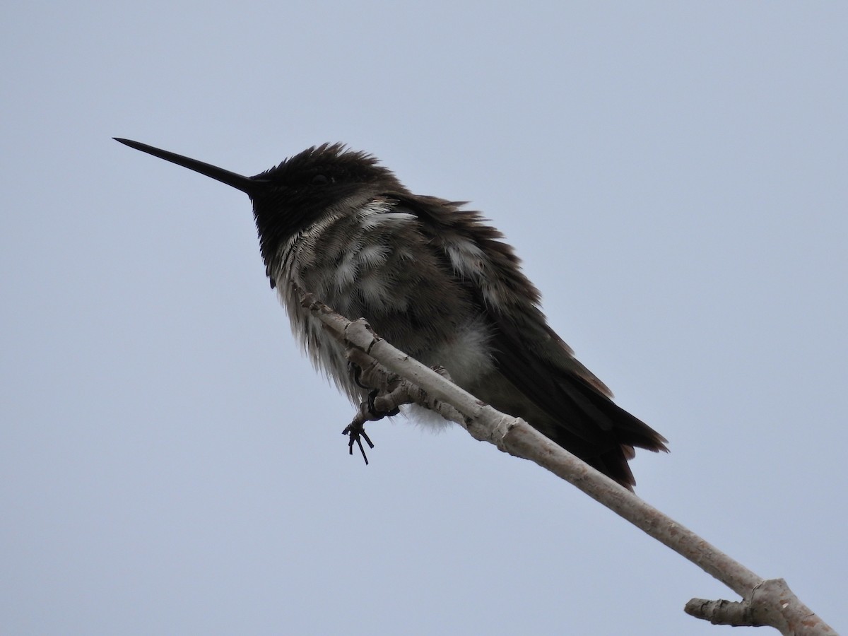 Black-chinned Hummingbird - ML619178318