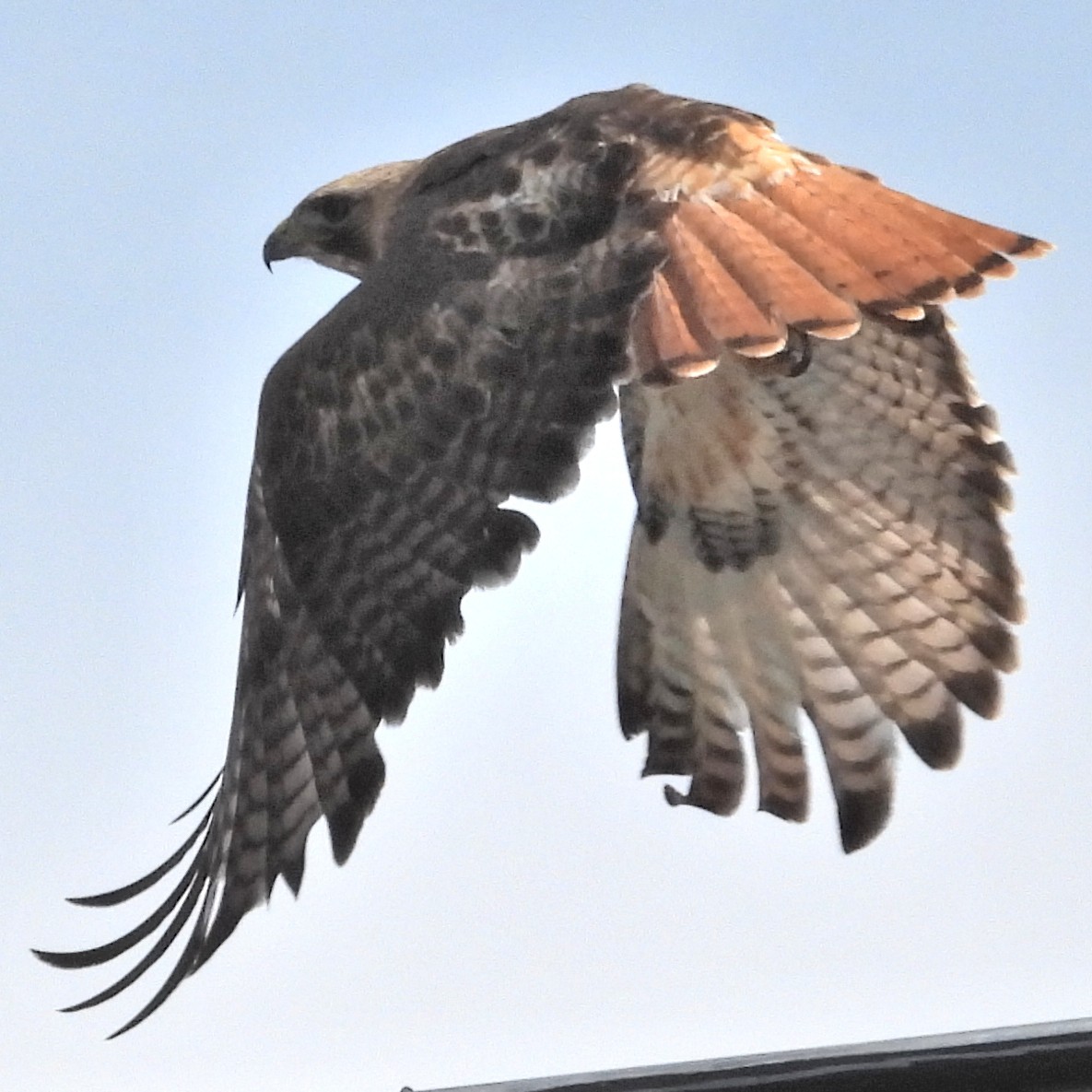 Red-tailed Hawk - ML619178329