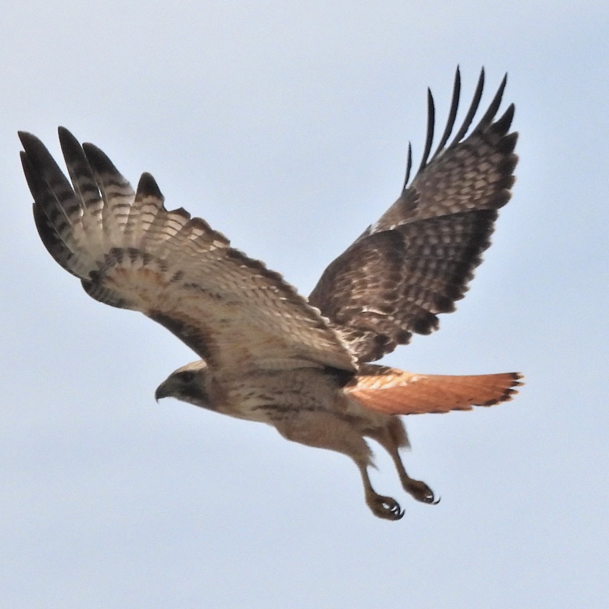 Red-tailed Hawk - ML619178330