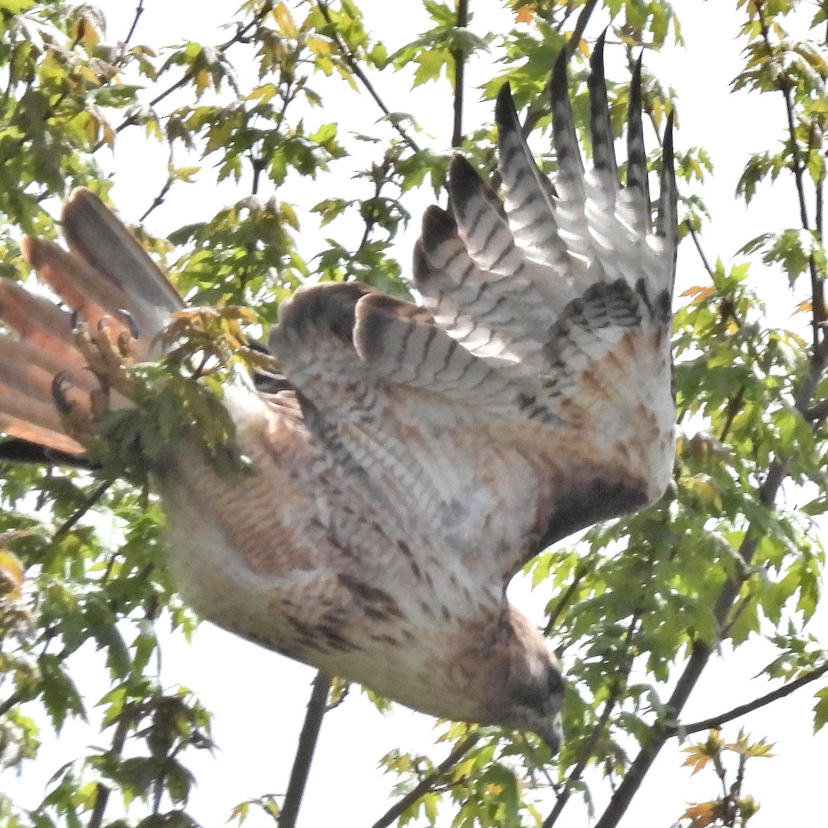 Red-tailed Hawk - ML619178331