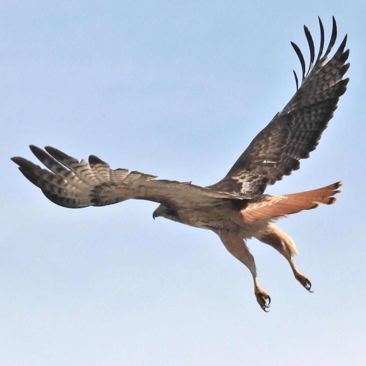 Red-tailed Hawk - ML619178332