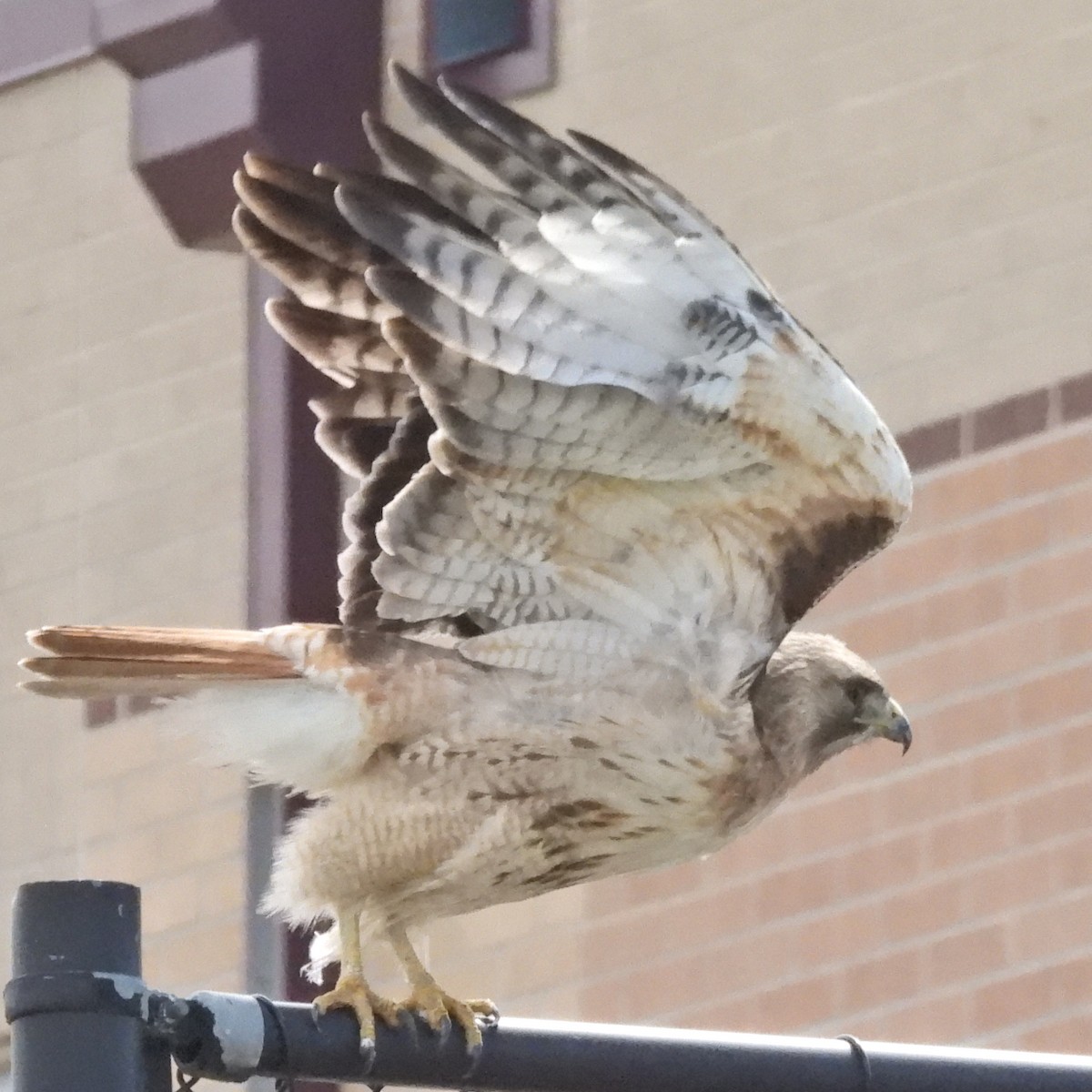 Red-tailed Hawk - ML619178333