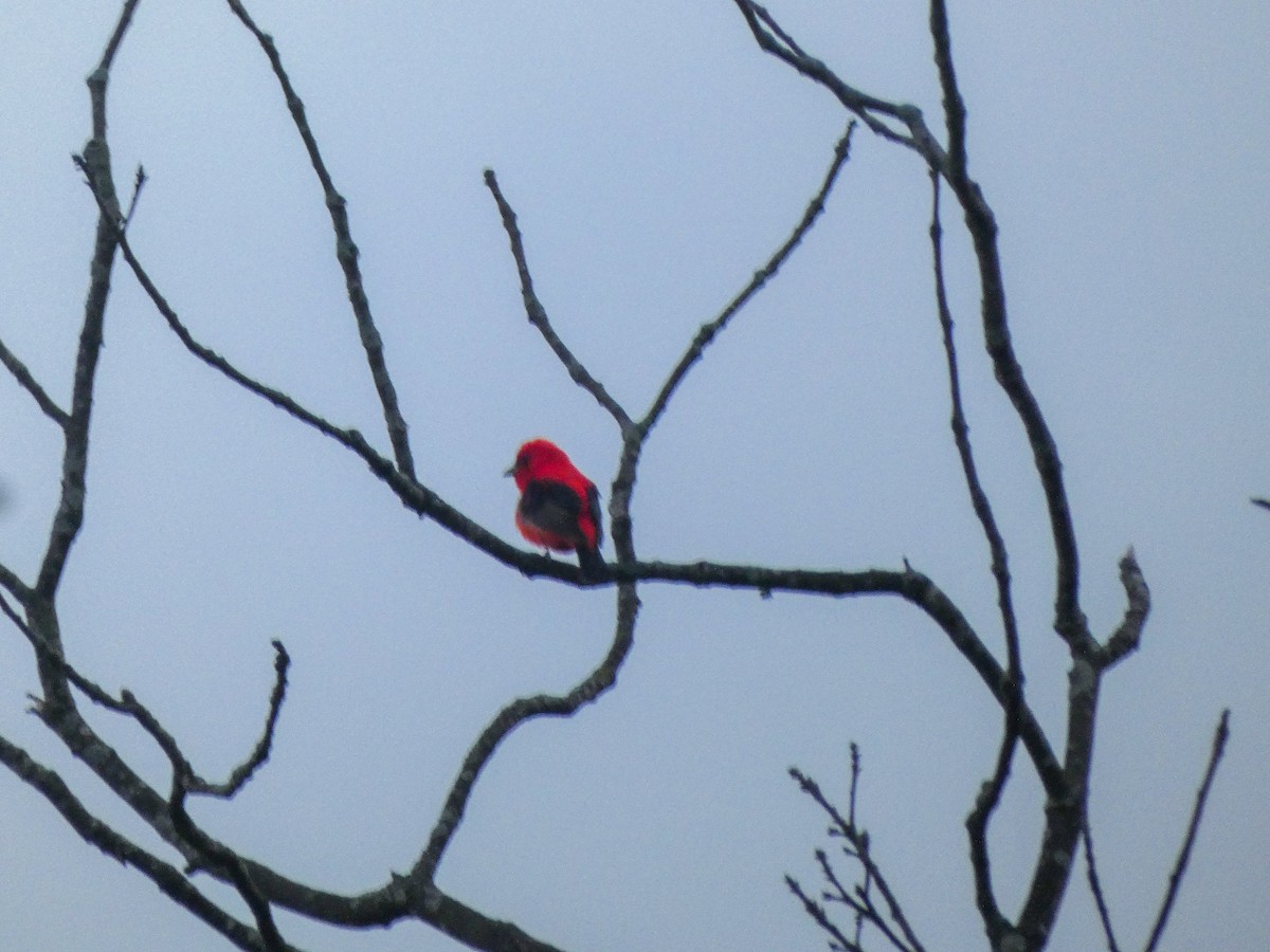 Scarlet Tanager - ML619178425