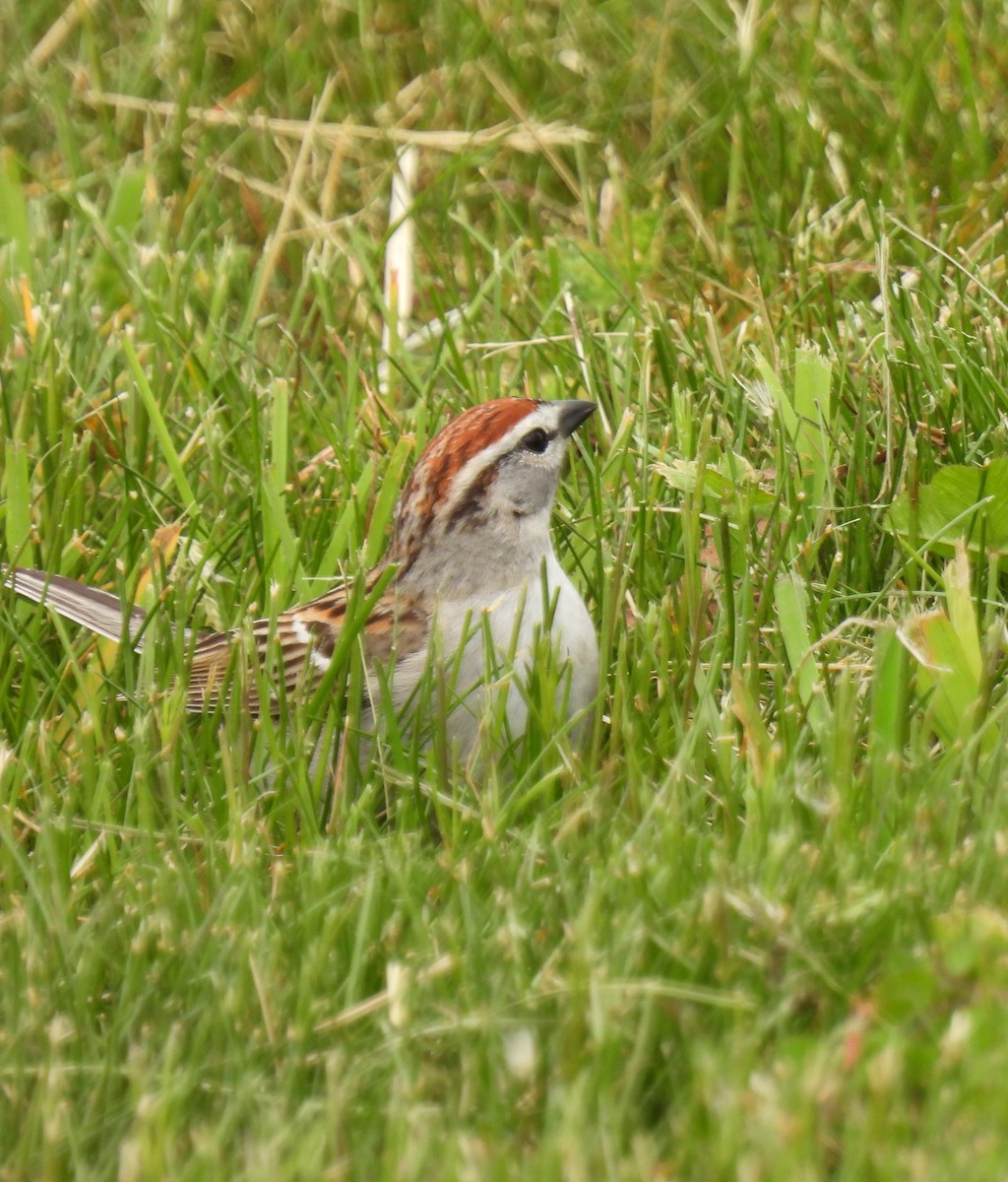 Chipping Sparrow - ML619178465