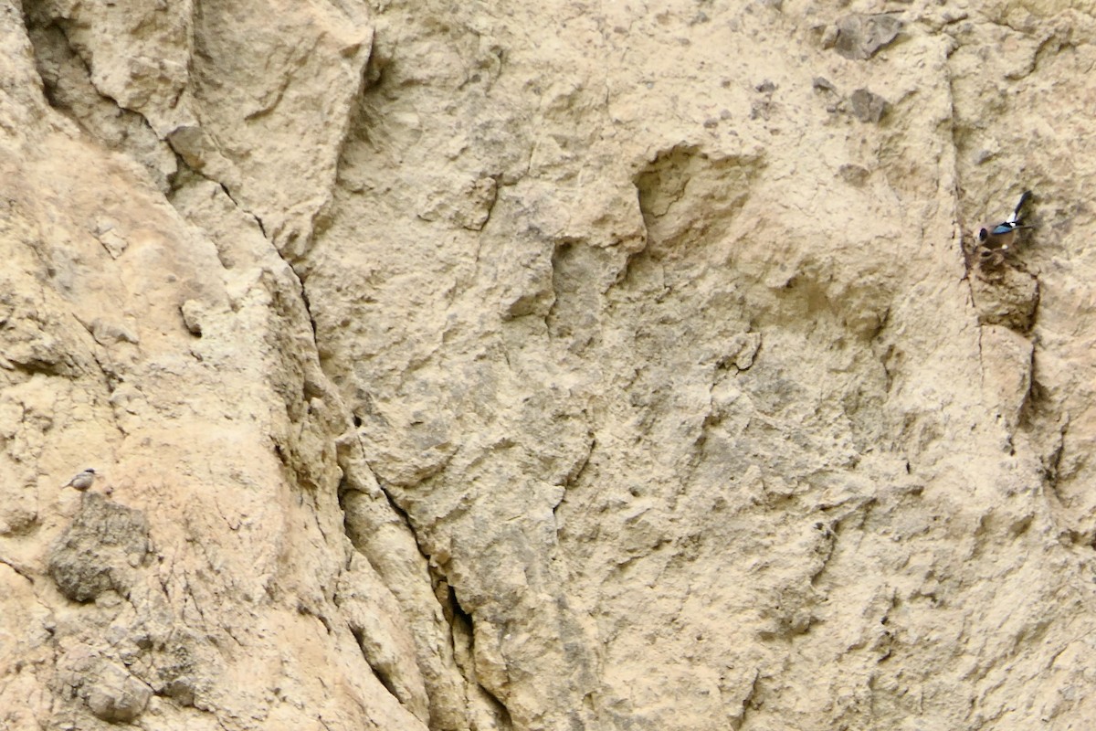 Малый скальный поползень - ML619178480
