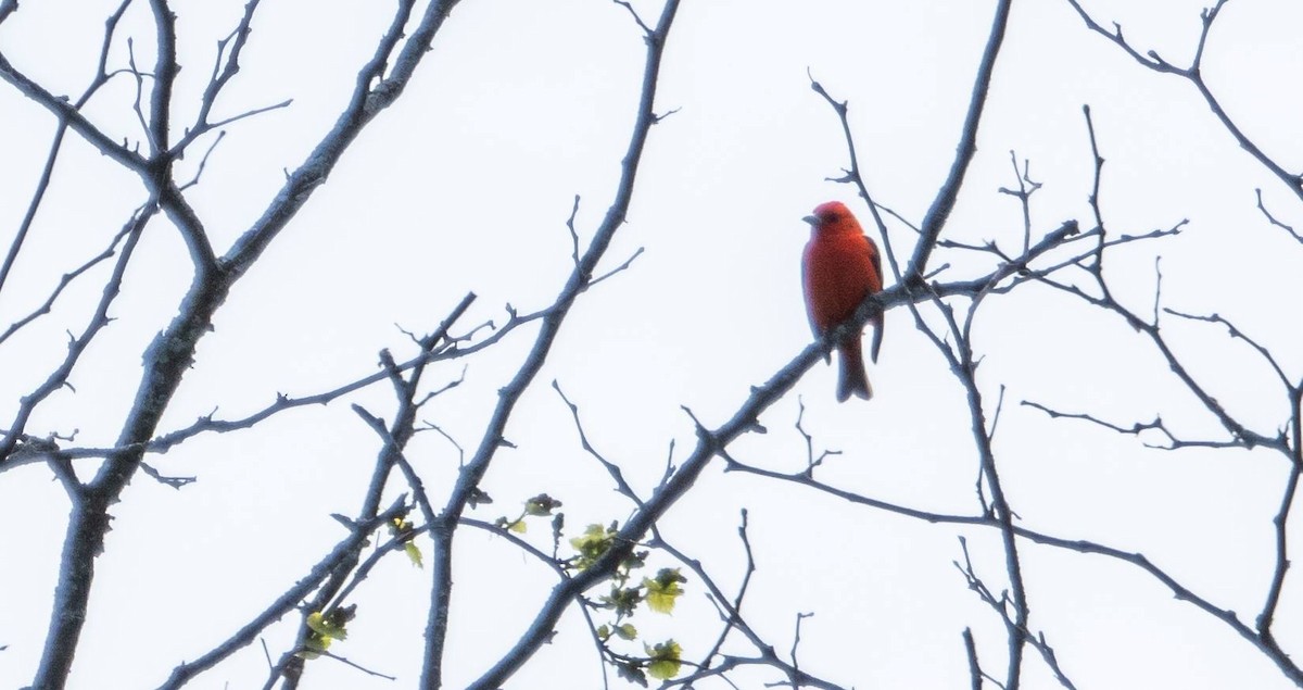Scarlet Tanager - ML619178530