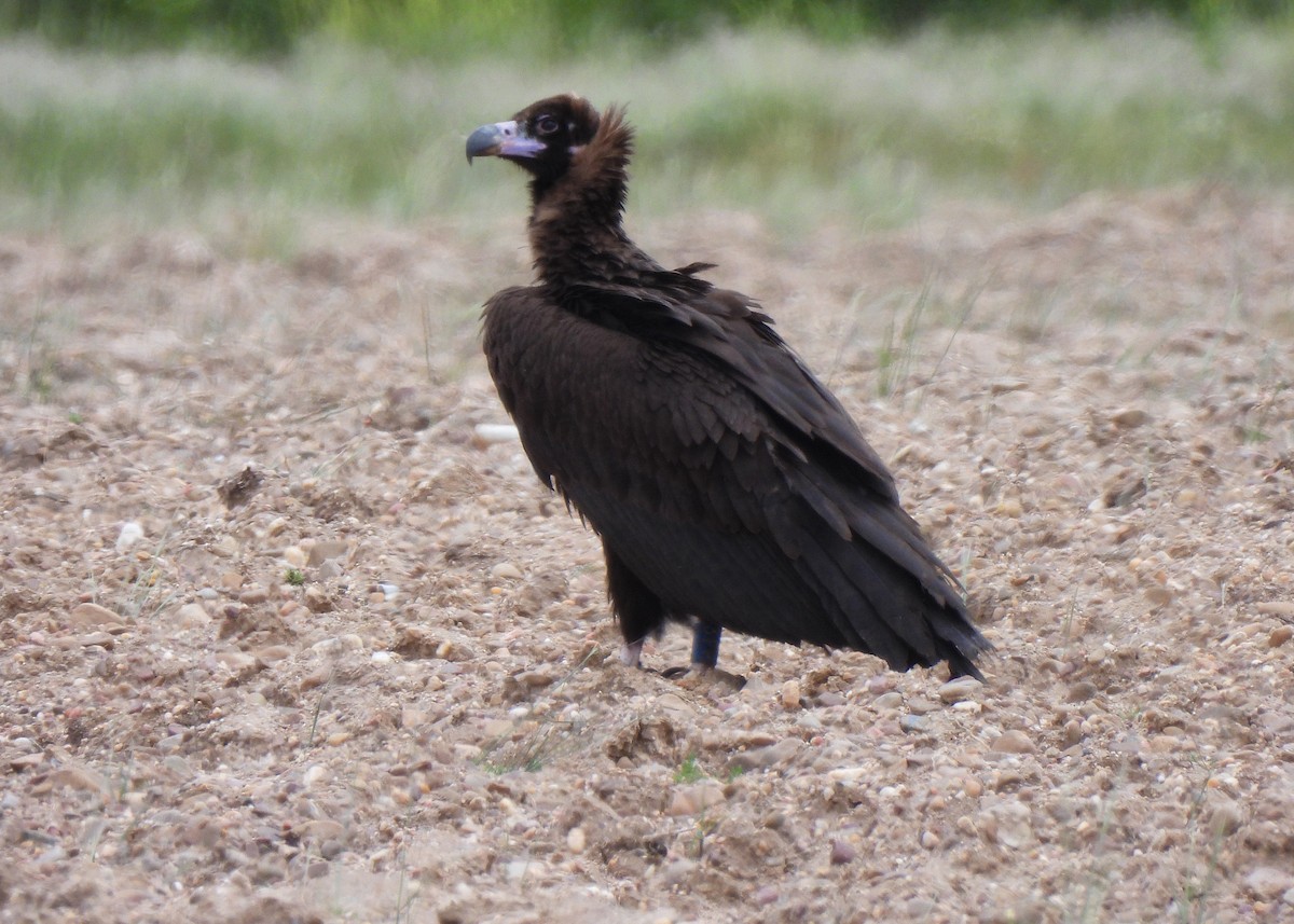 Cinereous Vulture - ML619178563