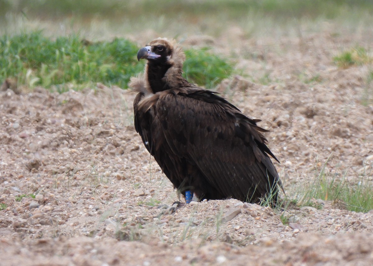 Cinereous Vulture - ML619178567