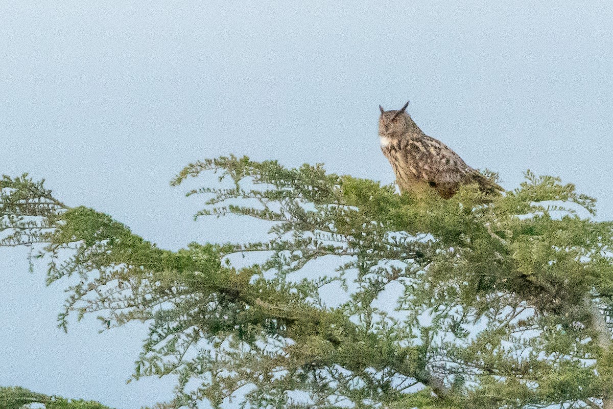 Eurasian Eagle-Owl - ML619178568