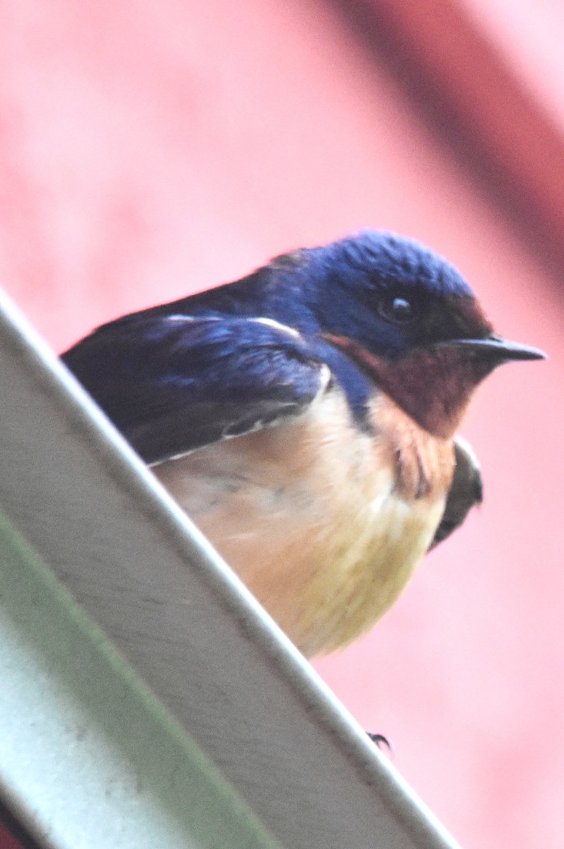 Barn Swallow (American) - ML619178574