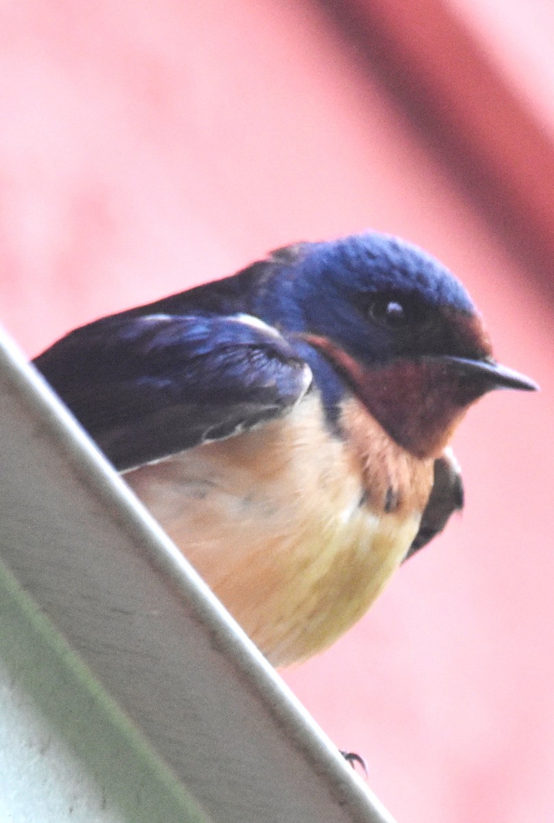 Barn Swallow (American) - ML619178575