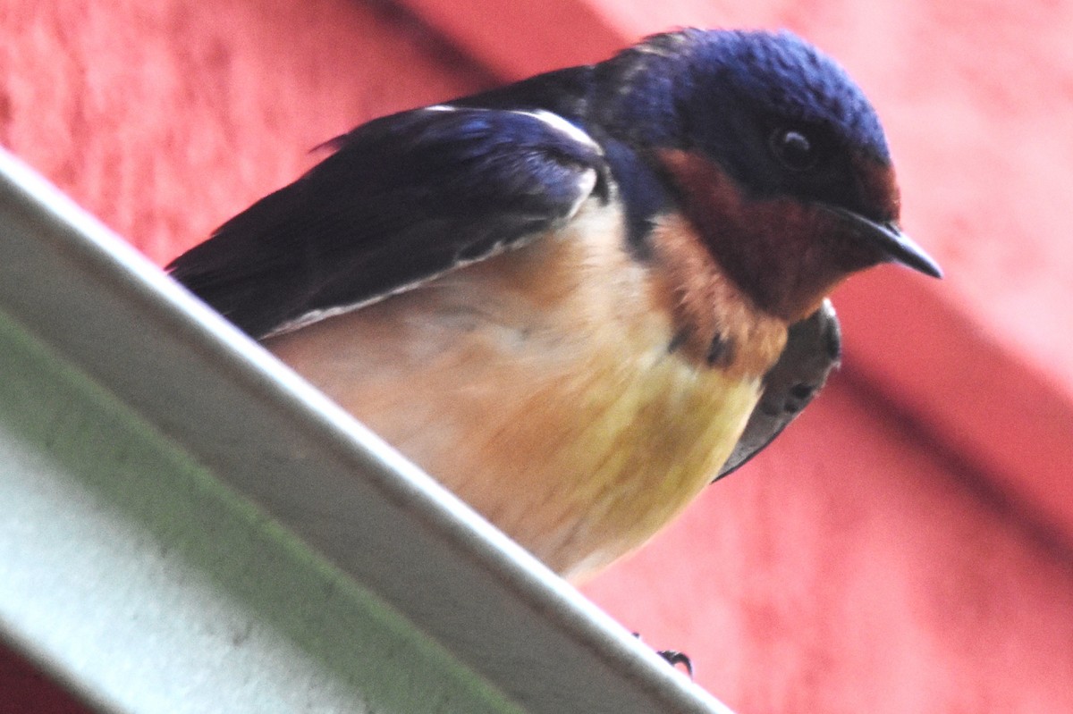 Barn Swallow (American) - ML619178588
