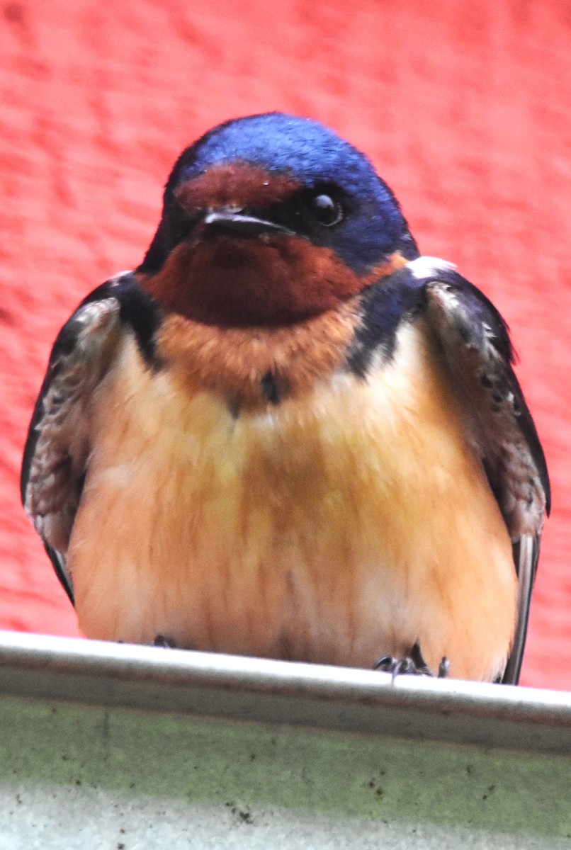 Barn Swallow (American) - ML619178602