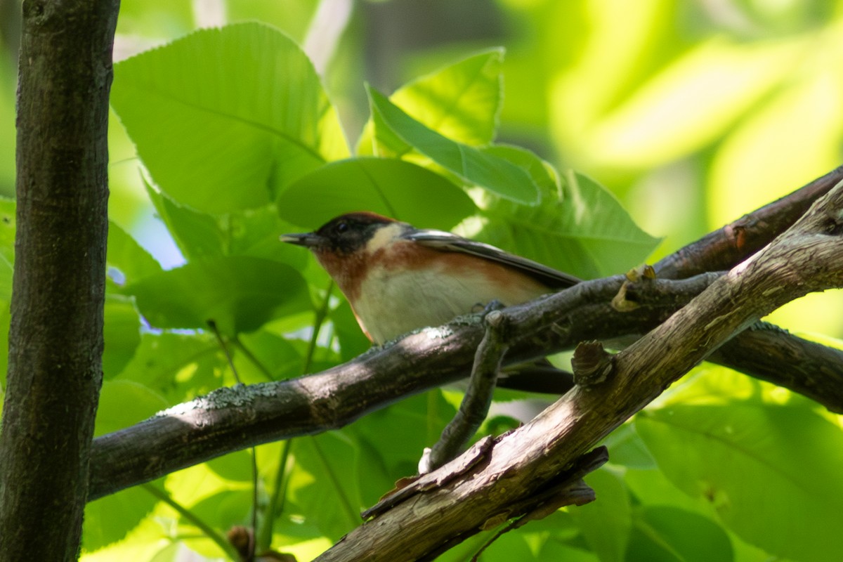 Bay-breasted Warbler - ML619178636
