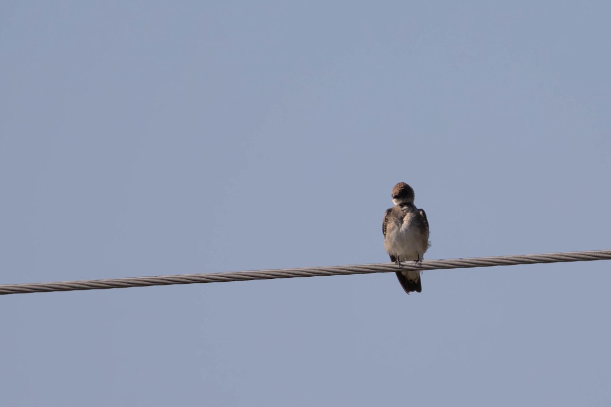 Northern Rough-winged Swallow - ML619178682