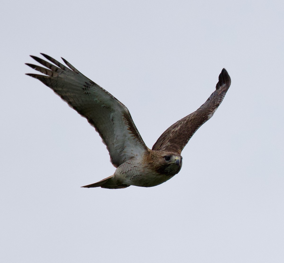 Red-tailed Hawk - ML619178800