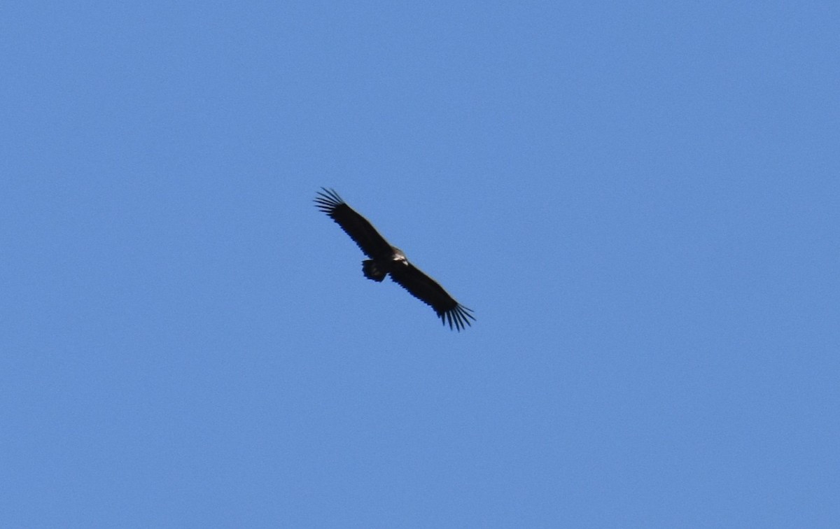 Cinereous Vulture - ML619178827