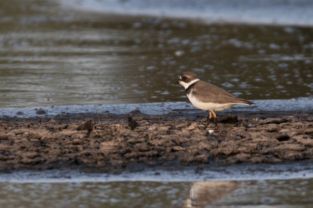 Semipalmated Plover - ML619178839