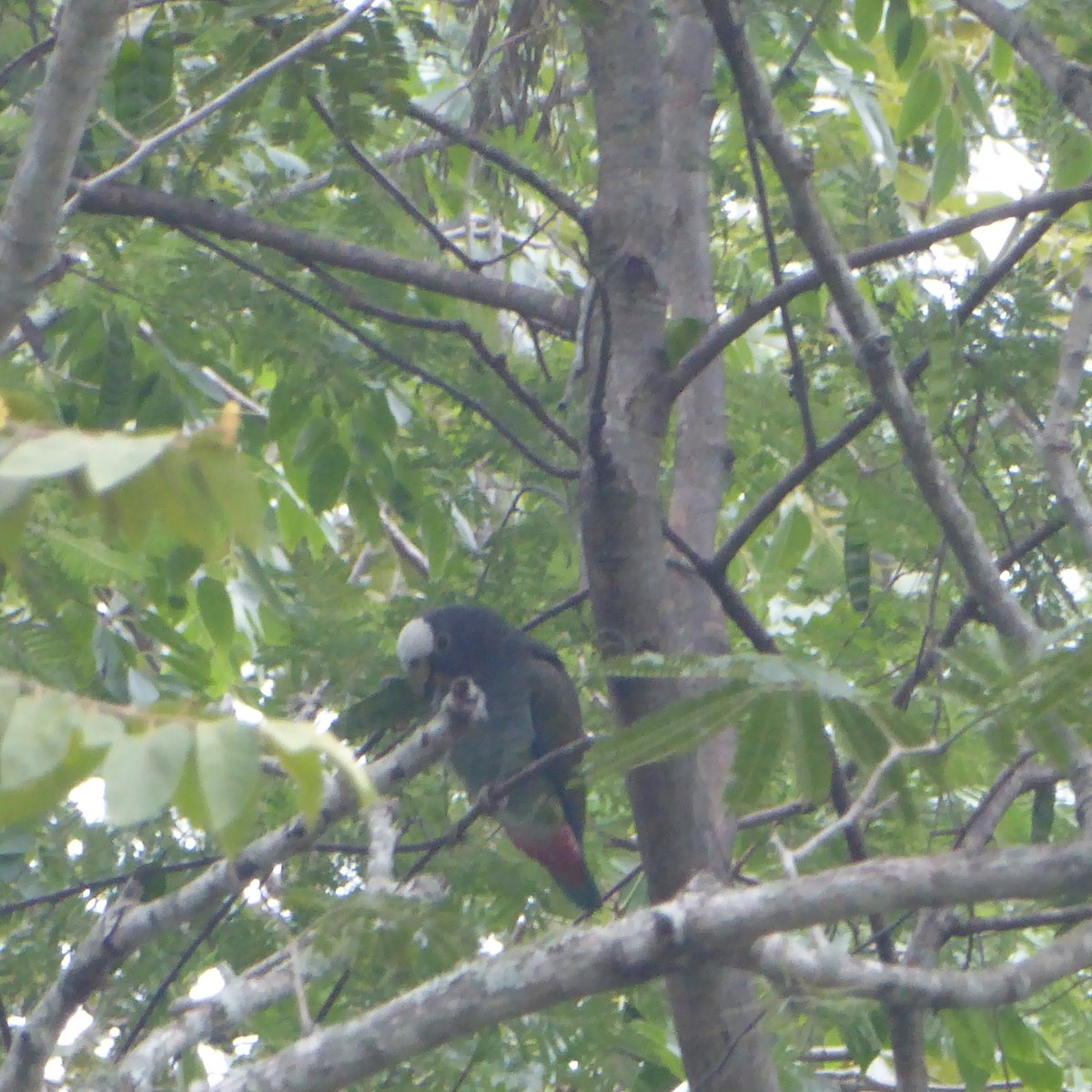 White-crowned Parrot - ML619178848