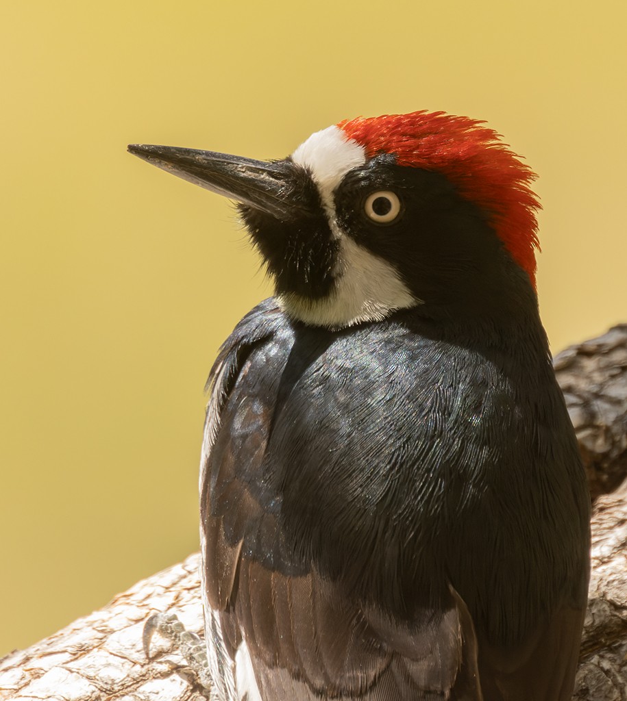 Acorn Woodpecker - ML619178906