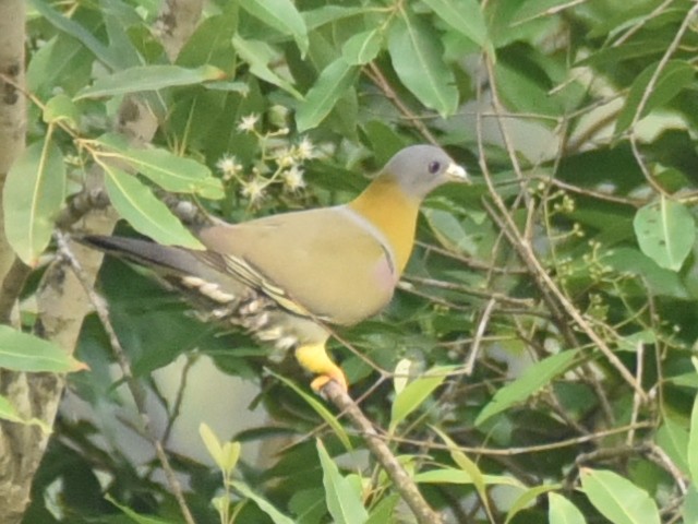 Yellow-footed Green-Pigeon - ML619178912